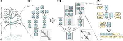 Asynchronous Branch-Parallel Simulation of Detailed Neuron Models